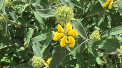 Photo of Phlomis fructicosa Cespuglio di Phlomis, cespuglio di salvia di Gerusalemme