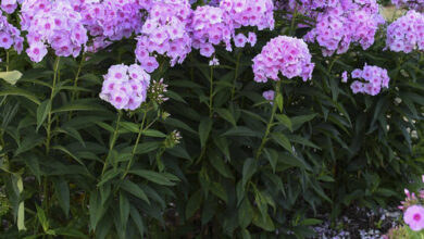 Photo of Phlox paniculata Phlox paniculata, Phlox vivacizza