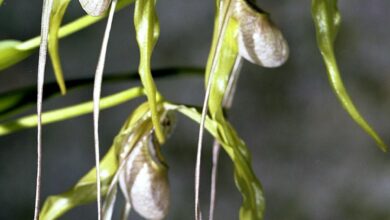 Photo of Phragmipedium