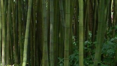 Photo of Phyllostachys bambusoides Bambusoides Bambù gigante