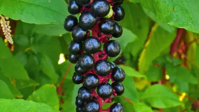 Photo of Phytolacca americana American Grape, Phytolacca americana