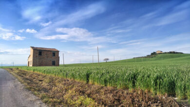 Photo of Piano agricolo di un ettaro: ecco cosa piantare, allevare e costruire su un pezzo di terra più piccolo.