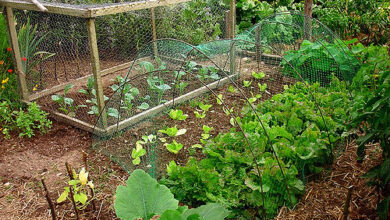 Photo of Piano di diserbo per un orto biologico