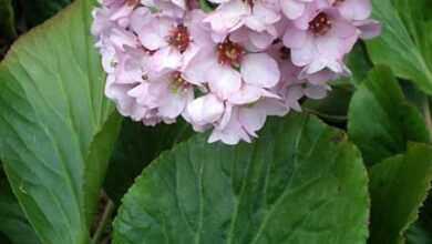 Photo of Pianta aromatica, Bergenia cordifolia