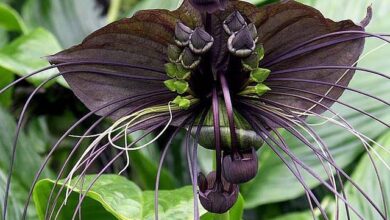 Photo of Pianta di pipistrello, fiore del diavolo