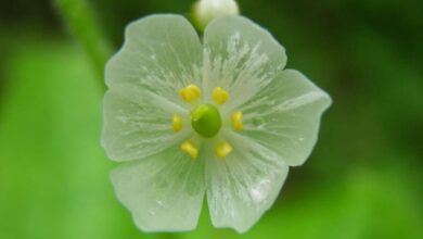 Photo of Pianta scheletro, Fiore di vetro