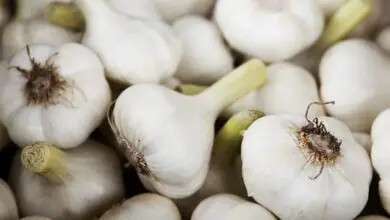 Photo of Piantare l’aglio in vaso: consigli per la coltivazione dell’aglio in vaso