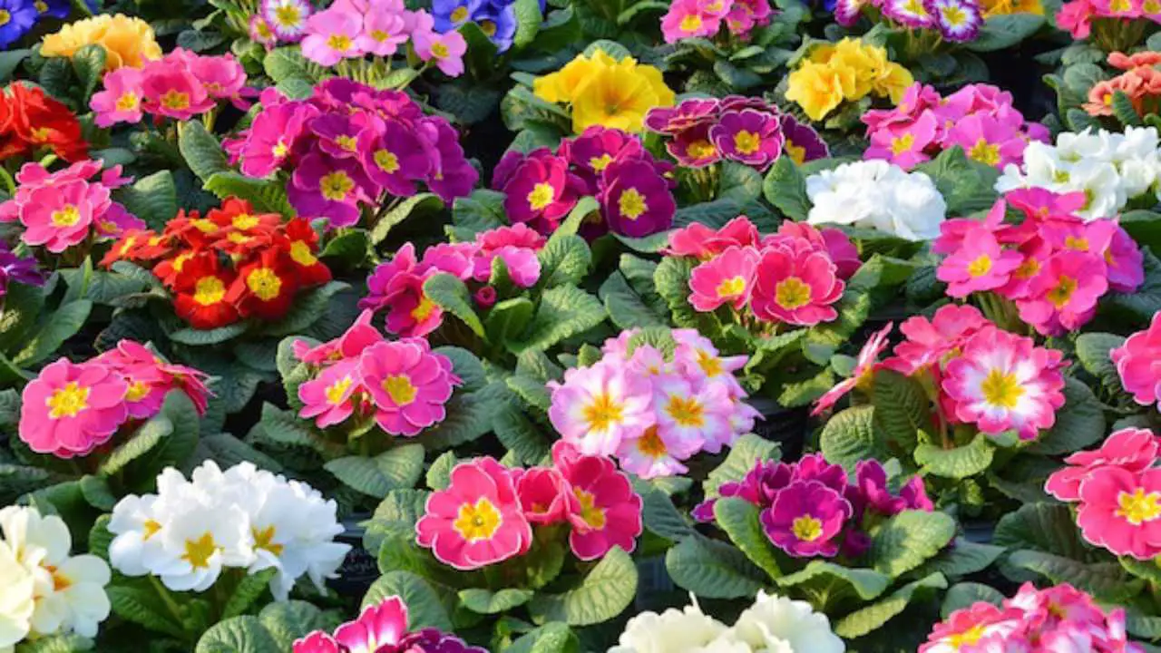 Piante che fioriscono all'ombra Il Giardino Commestible