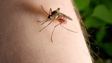 Photo of Piante che naturalmente spaventano le zanzare