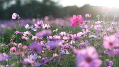 Photo of Piante colorate che fioriscono in primavera