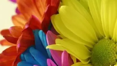 Photo of Piante con fiori bellissimi e colorati