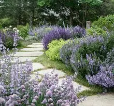 Photo of Piante da giardino Potpourri: creare un giardino di erbe aromatiche Potpourri