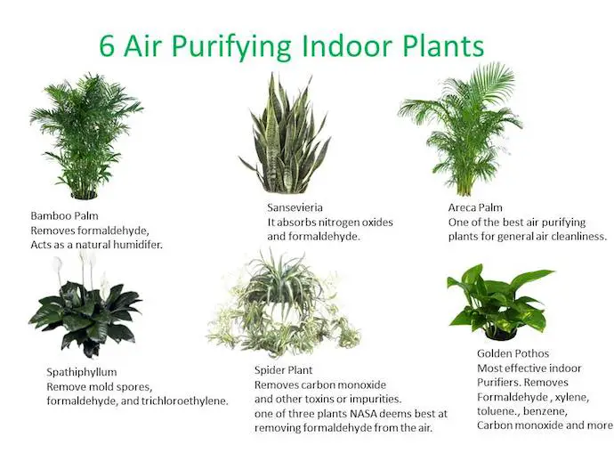 Piante Da Interno Che Assorbono L umidit Dall ambiente Il Giardino best-house-plants-for-dust-at-terry-brown-blog