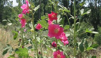 Photo of Piante della famiglia delle Malvaceae