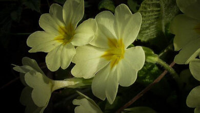 Photo of Piante della famiglia delle Primulaceae