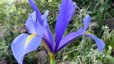 Photo of Piante della famiglia Iridaceae