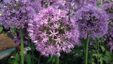 Photo of Piante di aglio ornamentali – Perché il mio aglio è in fiore