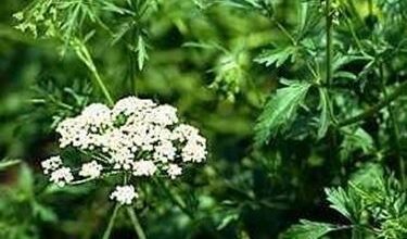 Photo of Piante di anice medicinali – Cosa fa bene all’anice?