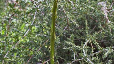 Photo of Piante di asparagi