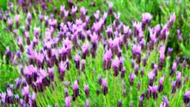 Photo of Piante di lavanda spagnola – Come coltivare la lavanda spagnola in giardino