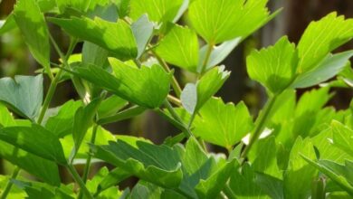 Photo of Piante di levistico coltivate da seme – Come coltivare il levistico da seme