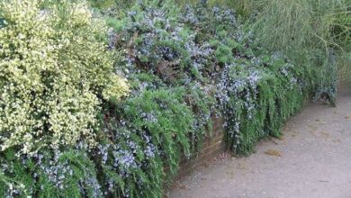 Photo of Piante di rosmarino prostrato – Come coltivare il rosmarino prostrato in giardino