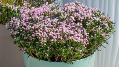 Photo of Piante di rosmarino rosa – Scopri il rosmarino con i fiori rosa