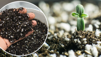 Photo of Piante fertilizzanti 101: Tutto quello che devi sapere per farlo bene