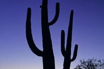 Photo of Piante ideali per le zone desertiche e aride