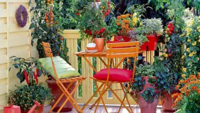 Photo of Piante per decorare il vostro giardino, il vostro balcone e i vostri interni