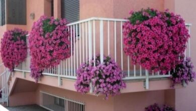 Photo of Piante per fioriere da balcone