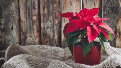 Photo of Piante per il regalo di Natale Il miglior regalo!