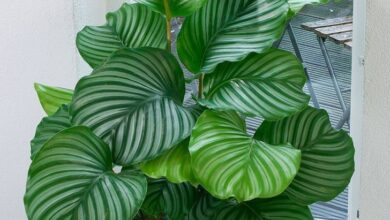 Photo of Pilea cadieri, pianta della casa che abbellisce ogni angolo con il suo…