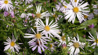 Photo of Pirenei Aster Lutetia