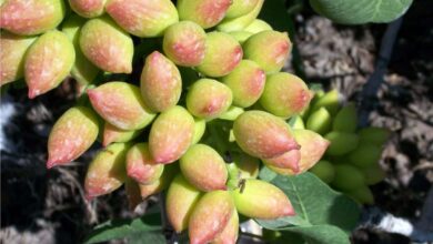 Photo of Pistacchi in crescita: la guida completa per piantare, coltivare e raccogliere i pistacchi