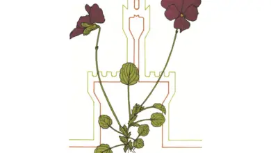 Photo of Pistacia lentiscus o Pistacia lentiscus cura delle piante Stucco