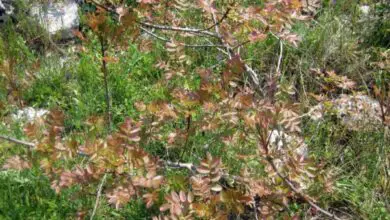 Photo of Pistacia terebinthus, un cespuglio le cui foglie cambiano colore quando l’albero è…