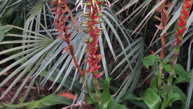 Photo of Pitcairnia maidifolia
