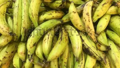 Photo of Platanus occidentalis Plantain, banana occidentale