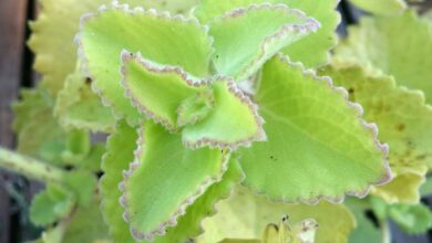 Photo of Plectranthus amboinicus Bourrache indienne, thym antillais, origan cubain