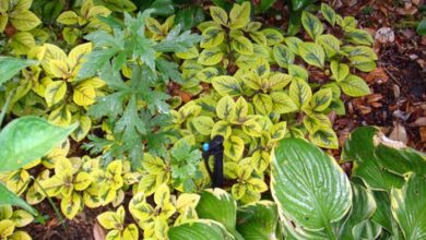 Photo of Plectranthus ciliatus o Money Plant Care