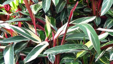 Photo of Plume de paon Triostar calathea, plante de paon Triostar, plante de paon Triostar, Calathea tricolor