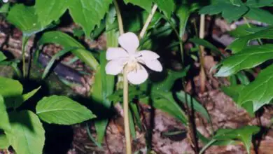 Photo of Podophyllum pelato, Mela di maggio, Podophyllum americano