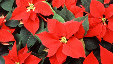 Photo of Poinsettia