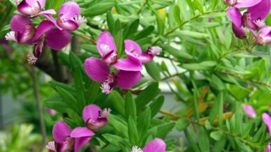 Photo of Polygala a foglie di mirto, Polygala myrtifolia