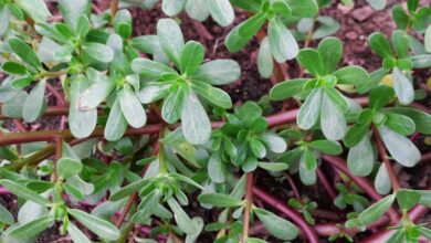 Photo of Portulaca fresca – Cos’è la cura delle piante di portulaca e portulaca?