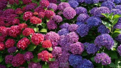 Photo of Posizione dei fiori di ortensia nel terreno e nel giardino