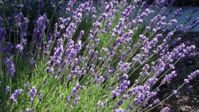 Photo of Potatura della lavanda – Come potare correttamente la lavanda