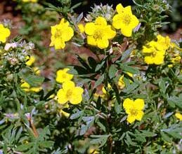 Photo of Potentilla arbustiva