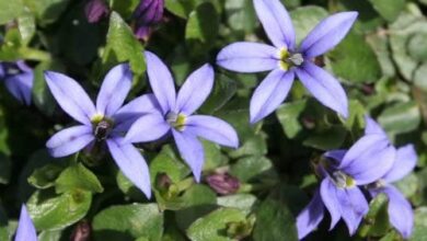 Photo of Pratia pedunculata Pavimento con stelle blu